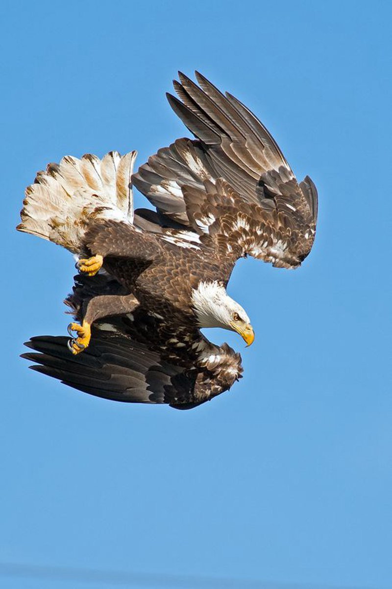 Bald eagle-01-YouFine Sculptue